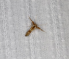 Stathmopoda stimulata