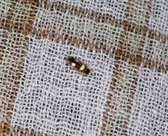 Stathmopoda paradiplaspis