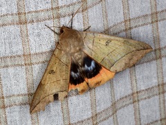 Thyas juno