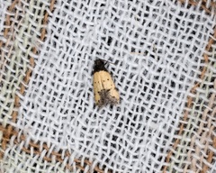 Tyrolimnas anthraconesa