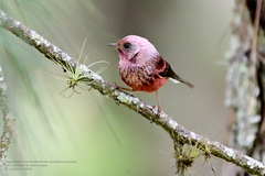 Pink-Headed Warbler photo 3