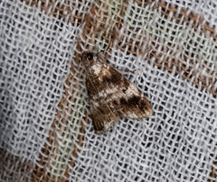 Salma ridiculalis