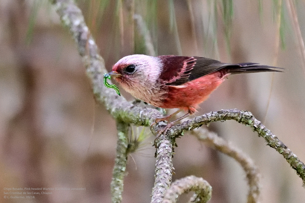 Cardellina