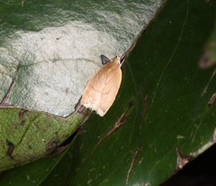 Scythropiodes