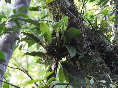 Foto de Orquídea-tigre