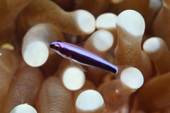 Purple Dwarfgoby photo 2