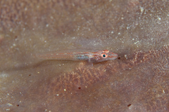 Long-Snout Sponge-Goby photo 3