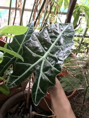 Alocasia amazonica