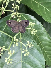 Ypthima horsfieldii humei