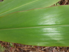 Alpinia caerulea