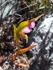 Disperis capensis brevicaudata