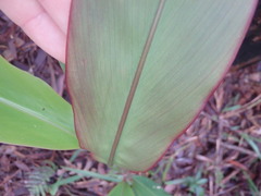 Alpinia caerulea