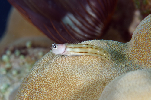 Drielijn-tandslijmvis (Ecsenius trilineatus) — Blenniidae