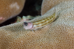 Three-Lined Blenny photo 3