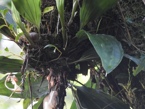 Foto de Orquídea-tigre
