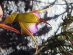 Disperis capensis brevicaudata
