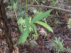 Alpinia caerulea