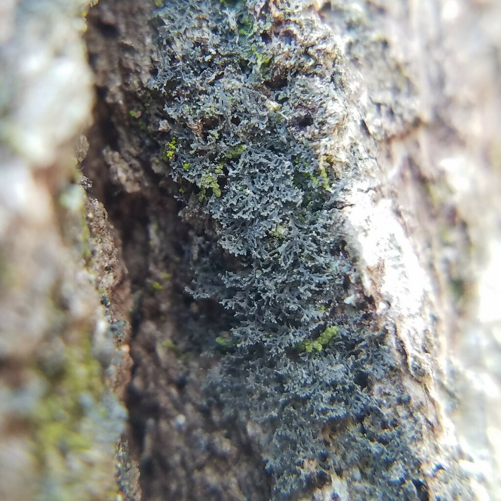 Coccocarpia filiformis