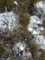 Syncarpha lepidopodium