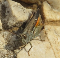 Omocestus raymondi