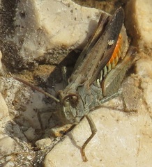 Omocestus raymondi