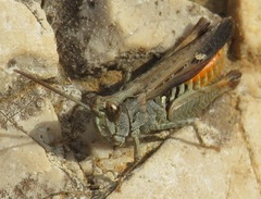 Omocestus raymondi