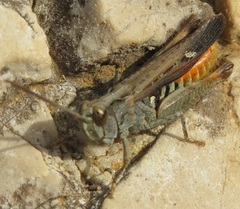 Omocestus raymondi