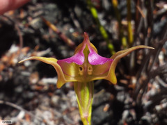 Disperis capensis brevicaudata