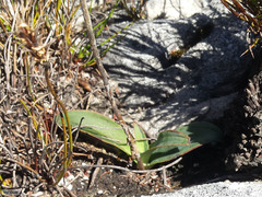 Disa