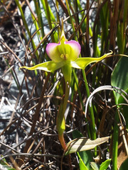 Disperis capensis brevicaudata