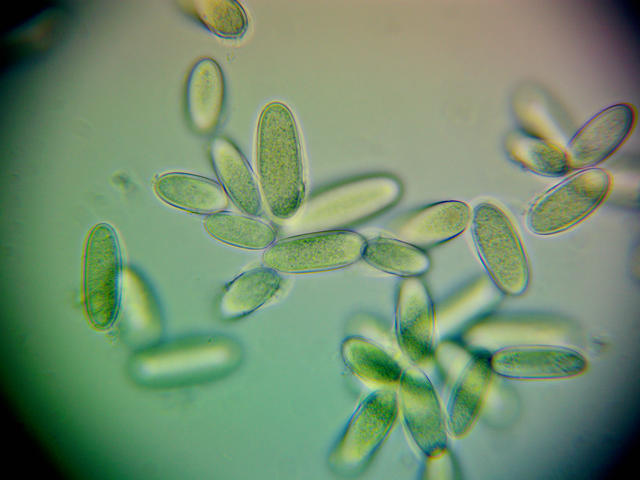 Photo 266115341, (c) Kimmie Paxton, some rights reserved (CC BY-NC), uploaded by Kimmie Paxton 