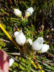 Erica odorata