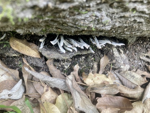 Xylaria hypoxylon observed 2023-04-08
