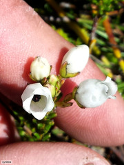 Erica odorata