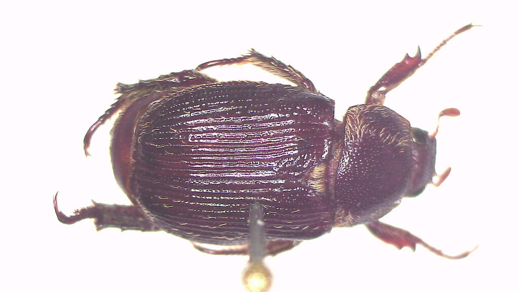 Mimadoretus leucothyreus