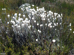 Syncarpha lepidopodium