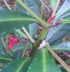 Leptopius tetraphysodes