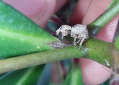 Leptopius tetraphysodes