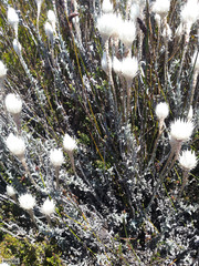 Syncarpha lepidopodium