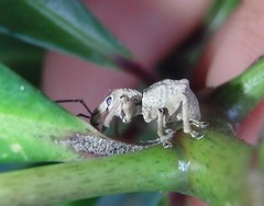 Leptopius tetraphysodes