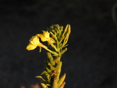 Oenothera oakesiana
