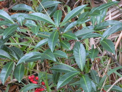 Leptopius tetraphysodes