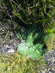 Hermas ciliata