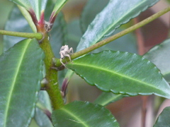 Leptopius tetraphysodes