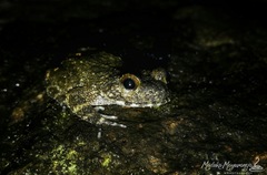 Ceylon Streamlined Frog photo 4