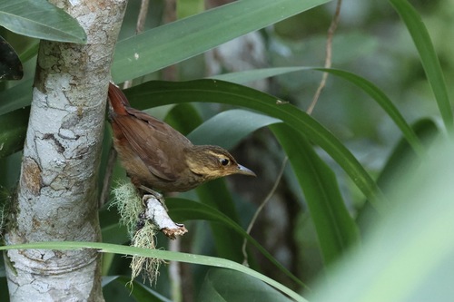 Fawn-throated Foliage-gleaner (Automolus cervinigularis), photo 4