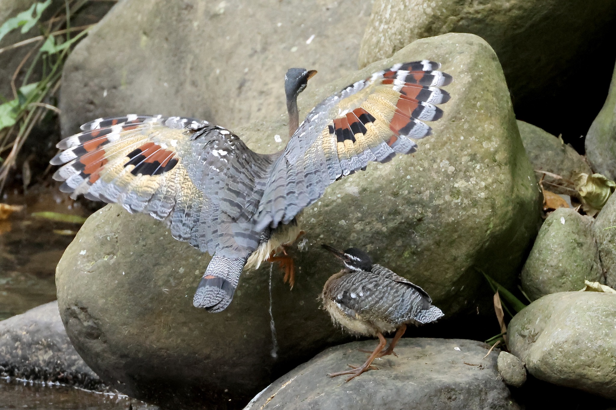 Sunbittern illustration