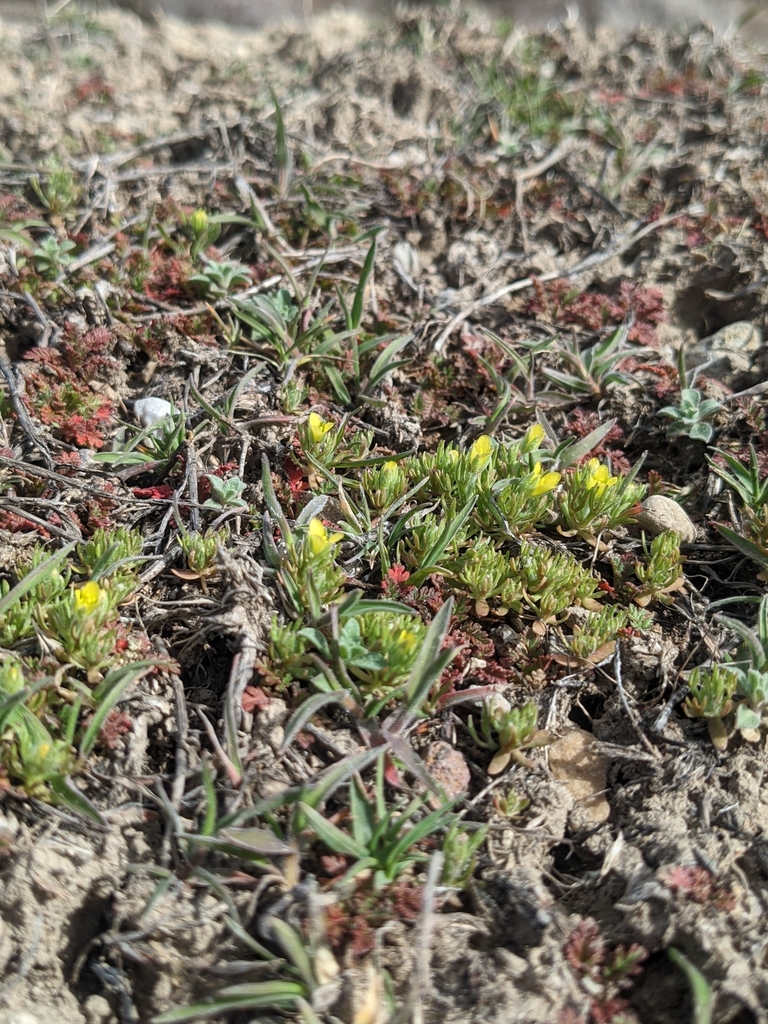 Curveseed Butterwort from Bluffdale, UT, USA on April 08, 2023 at 0350