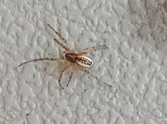 Neriene peltata