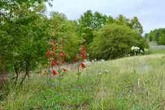 Penstemon — photo 3